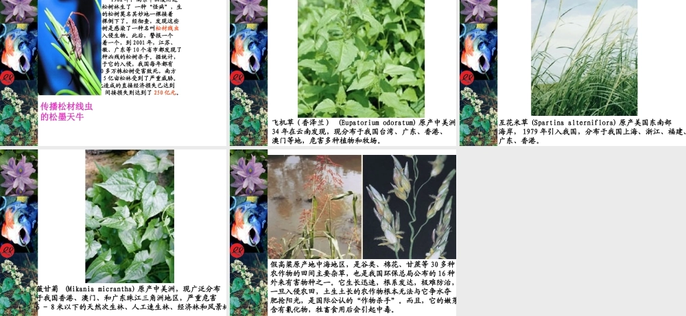 《生物入侵者》课件