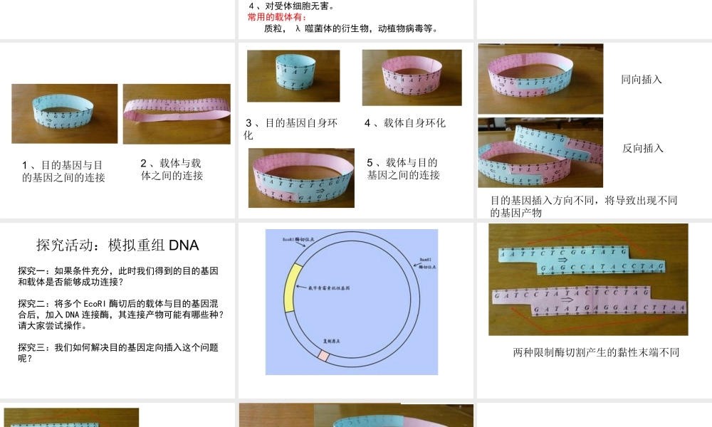 1.1-DNA重组技术的基本工具