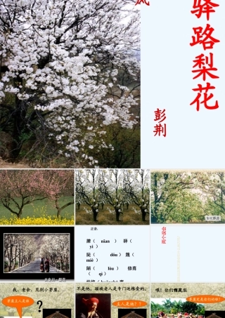 (部编)初中语文人教2011课标版七年级下册《驿路梨花》-(11)