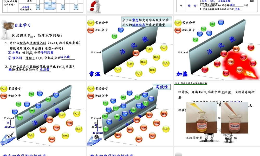 探究酶的高效性(实验)