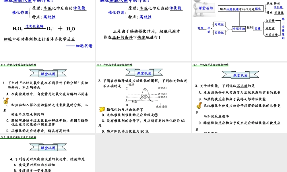 探究酶的高效性(实验)