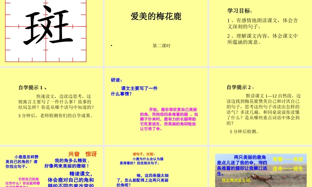 爱美的梅花鹿