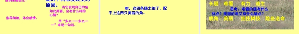 爱美的梅花鹿
