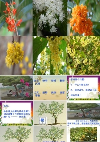 1376《桂花雨》-(3)
