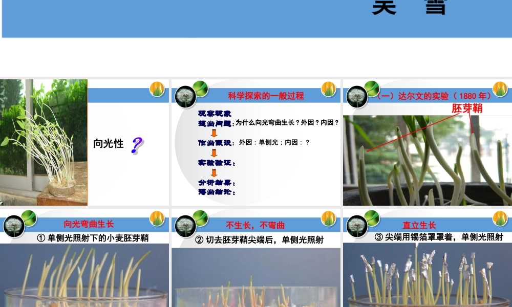 一植物的应激性