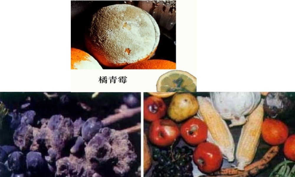 八年级生物---细菌和真菌的分布-PPT课件-(1)