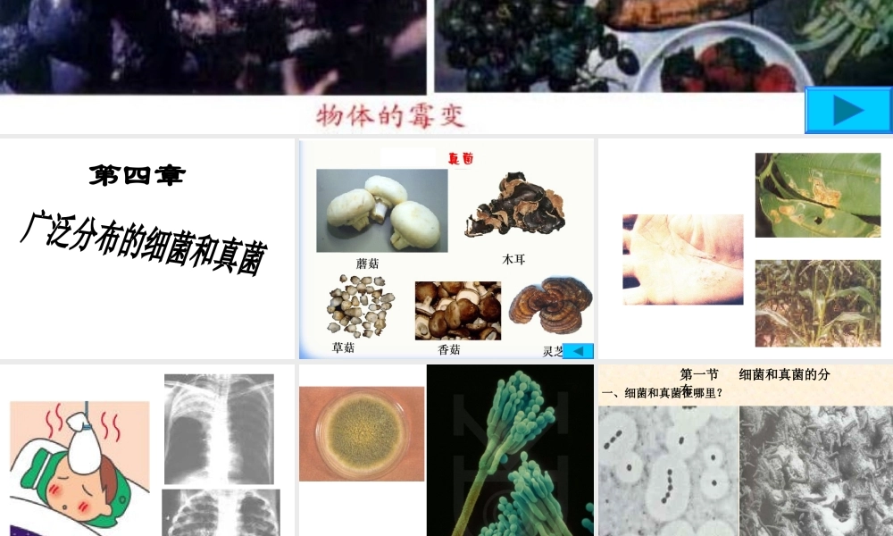 八年级生物---细菌和真菌的分布-PPT课件-(1)