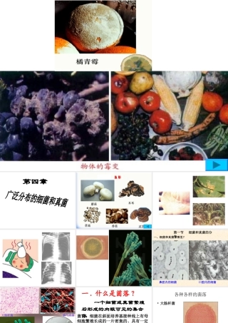 八年级生物---细菌和真菌的分布-PPT课件-(1)