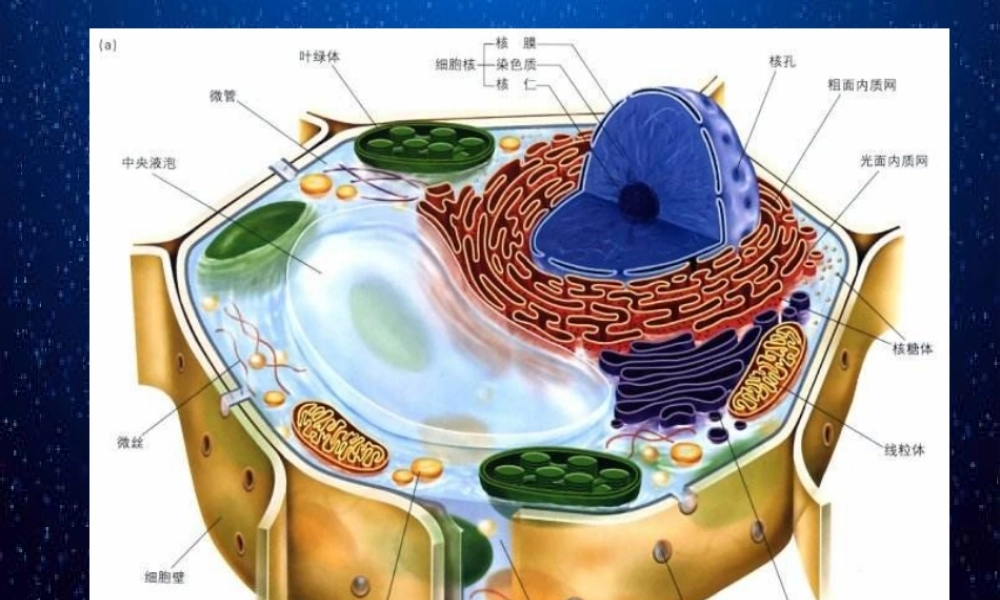 科学前沿组装细胞-(11)