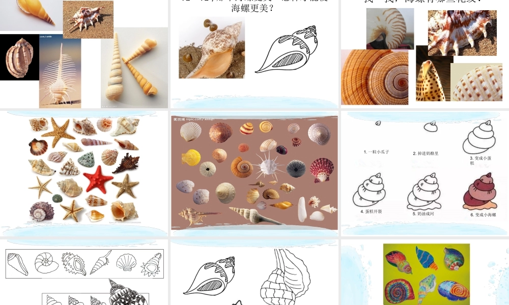 9.海螺和海星