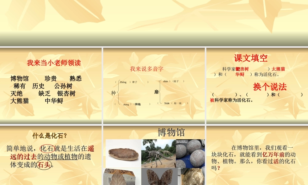 《活化石》ppt