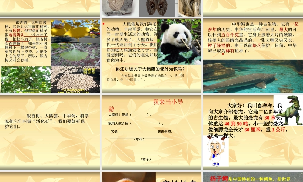 《活化石》ppt