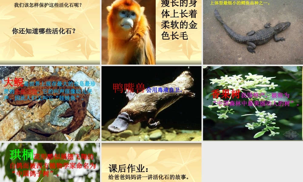 《活化石》ppt