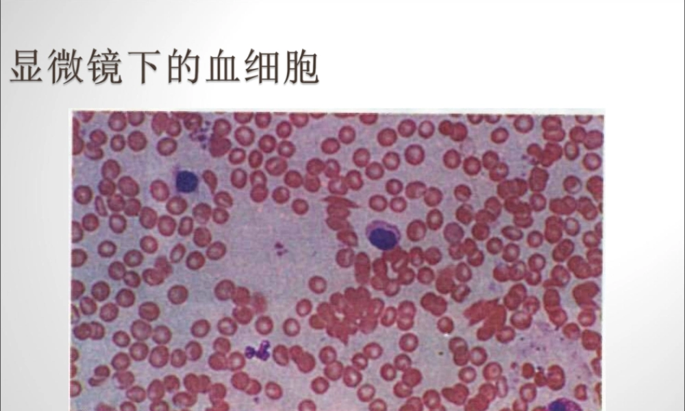 练习使用显微镜公开课原创