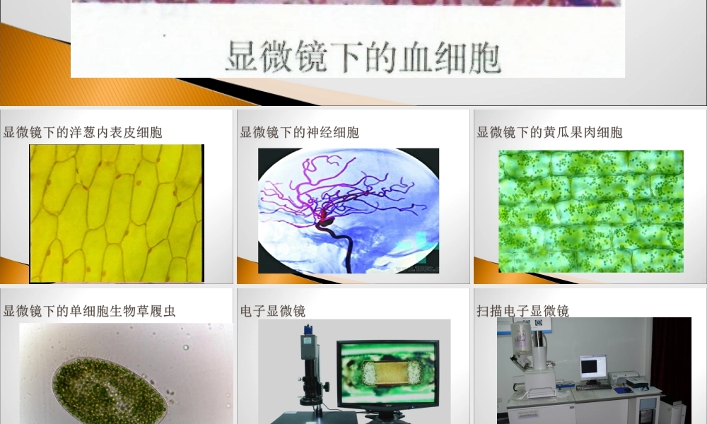 练习使用显微镜公开课原创