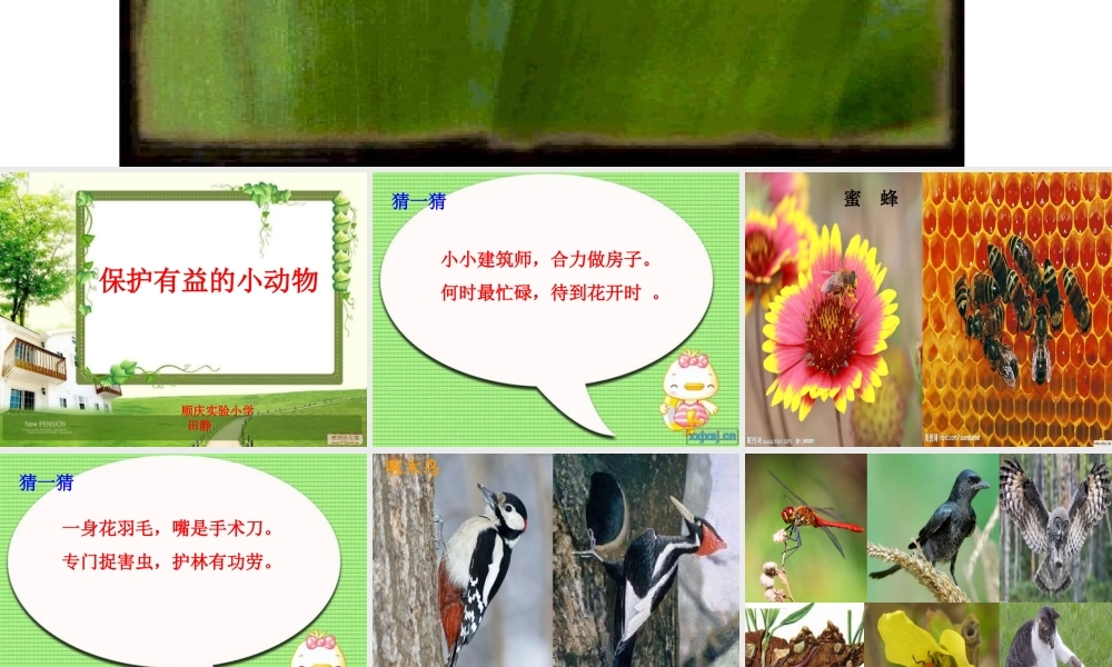 保护有益的小动物课件(1)