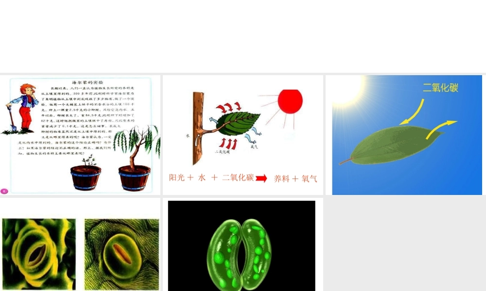 小学科学植物怎样生存