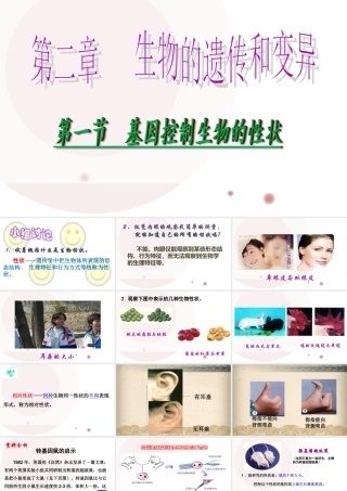 基因控制生物的性状