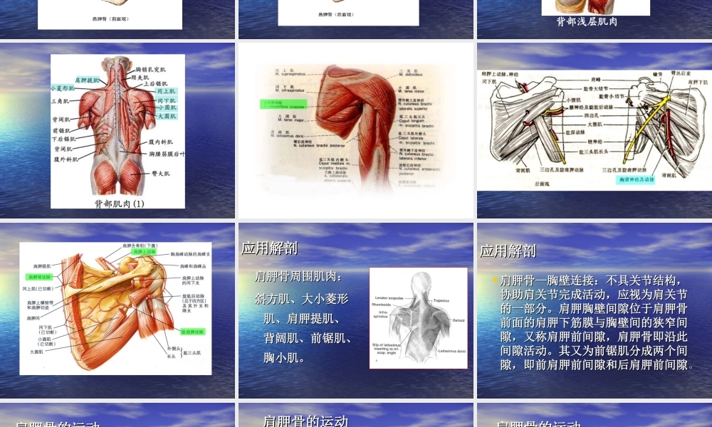 肩胛骨骨折解剖及入路