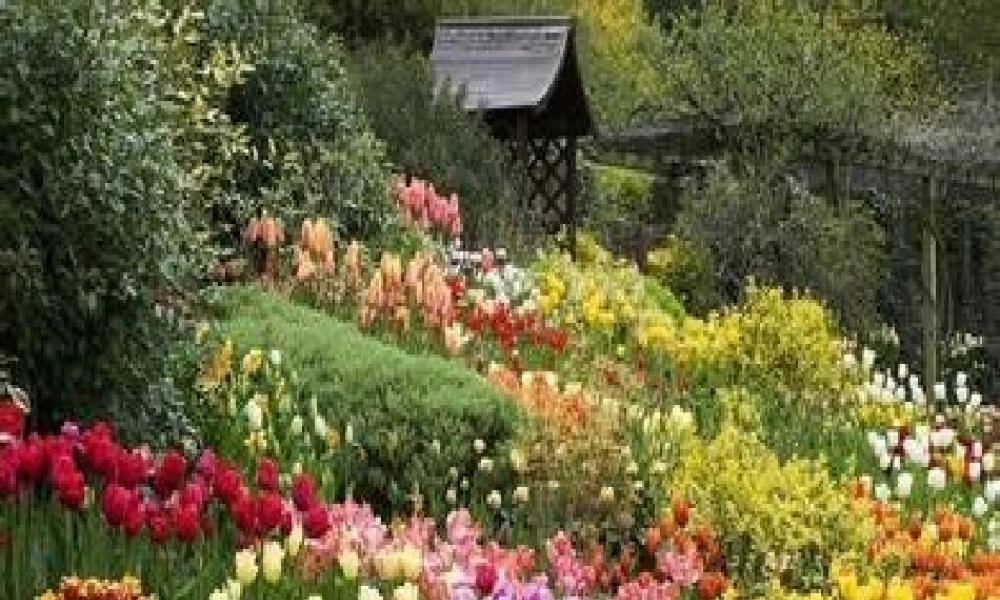 (演唱)顽皮的小杜鹃