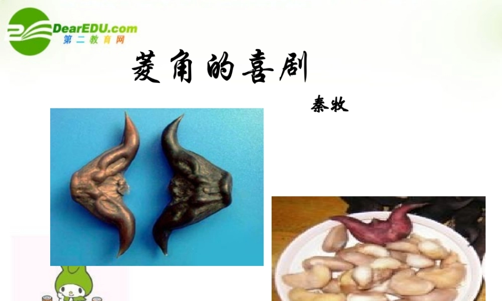 高中语文(菱角的喜剧)课件 粤教版 课件