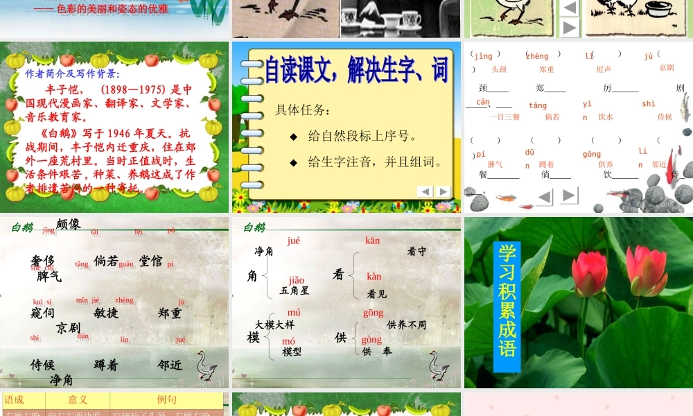 《白鹅》PPT课件谢婷老师