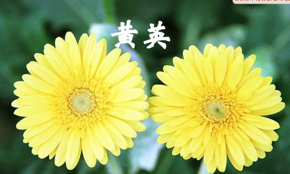 高中语文 (黄英)课件 新人教版选修2 课件