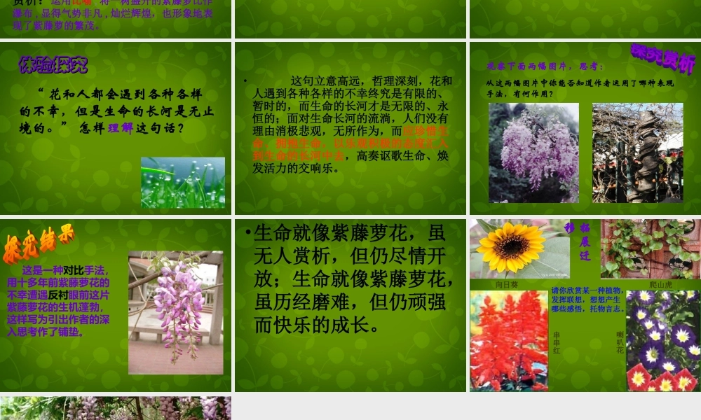 浙江省宁波市慈城中学七年级语文上册 16 紫藤萝瀑布课件 (新版)新人教版