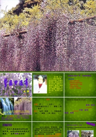 浙江省宁波市慈城中学七年级语文上册 16 紫藤萝瀑布课件 (新版)新人教版