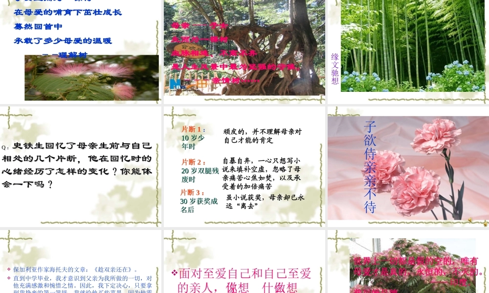 高一语文：25(合欢树)课件沪教版 课件