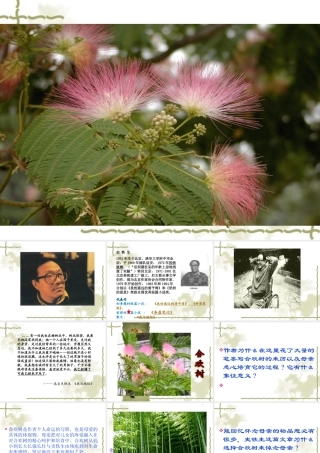 高一语文：25(合欢树)课件沪教版 课件
