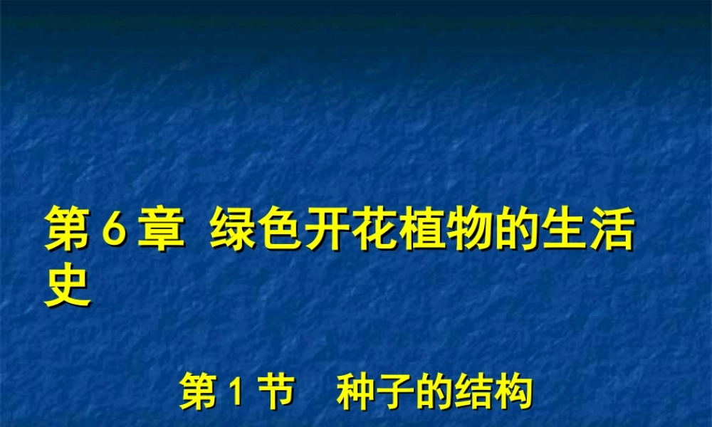 种子的结构--课件
