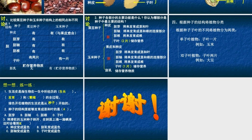 种子的结构--课件