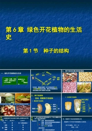 种子的结构--课件