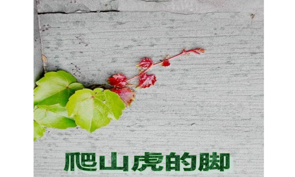 《爬山虎的脚》课件3