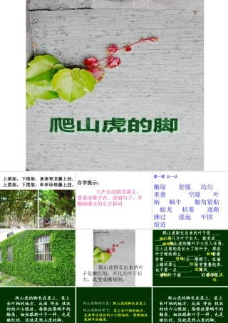 《爬山虎的脚》课件3