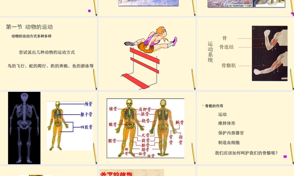 江西省萍乡四中八年级生物上册 第五单元动物的运动课件