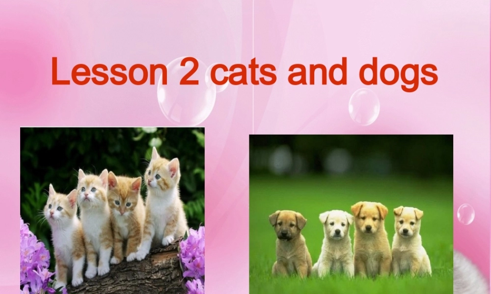 Lesson2CatsandDogs