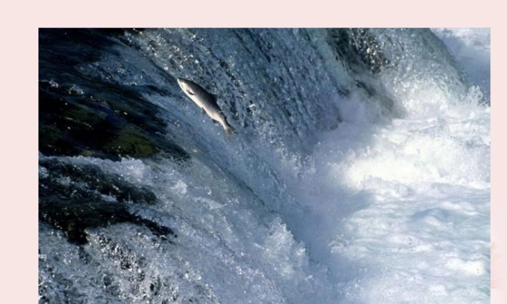 高一语文(念奴娇赤壁怀古)课件