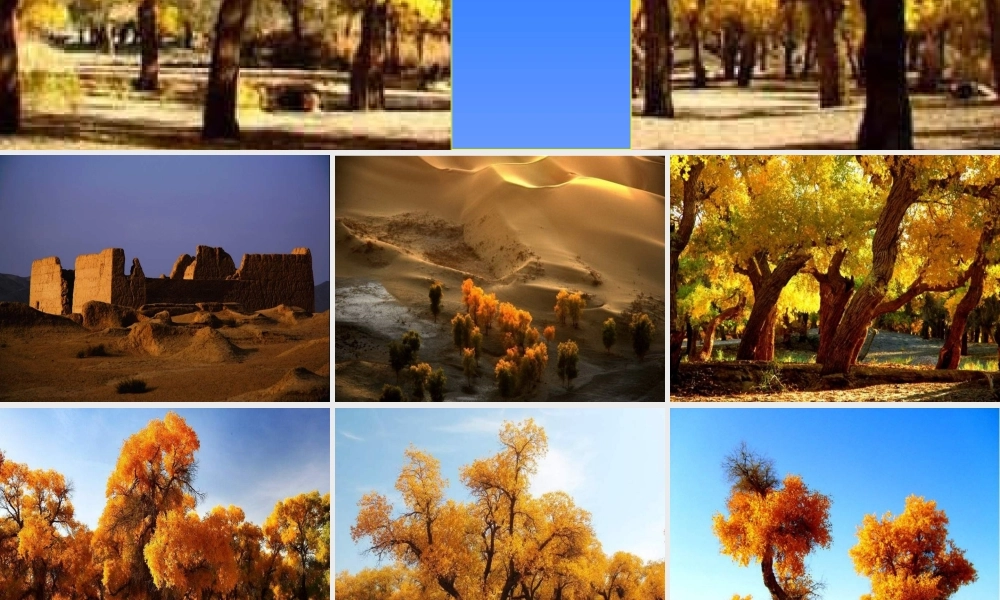 全宏艳西风胡杨课件