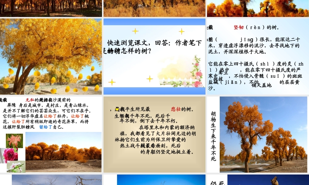 全宏艳西风胡杨课件