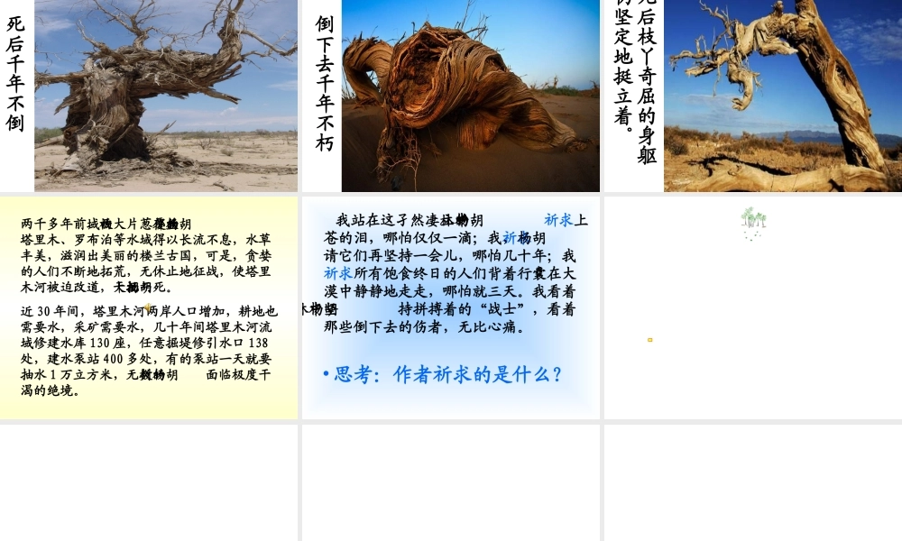 全宏艳西风胡杨课件