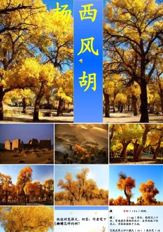 全宏艳西风胡杨课件