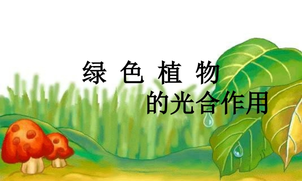 绿色植物如何获取能量