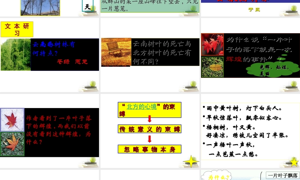 语文 4.2(云南冬天的树林)课件 苏教版选修(现代散文选读) 课件