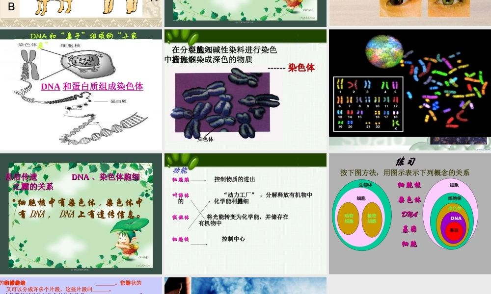 细胞核是遗传信息库七年级生物上册 课件