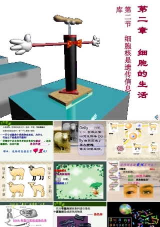 细胞核是遗传信息库七年级生物上册 课件