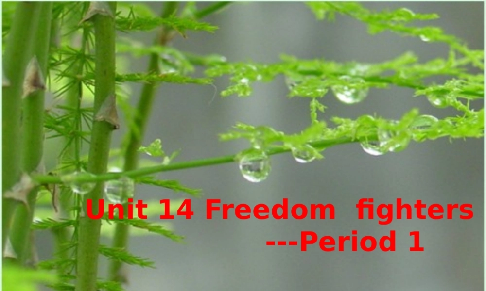 高二英语unit14 Freedom fighters 人教版 课件