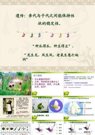 分离定律(一)