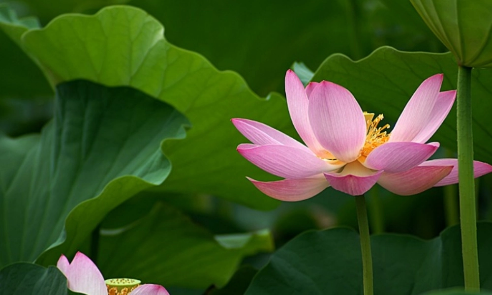 (部编)初中语文人教2011课标版七年级上册荷叶-母亲-(17)